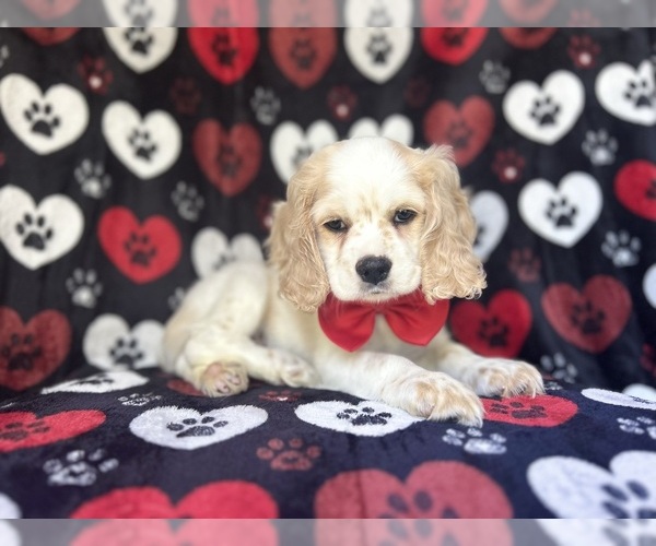 Medium Photo #2 Cocker Spaniel Puppy For Sale in LAKELAND, FL, USA