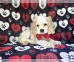 Small #1 Cocker Spaniel