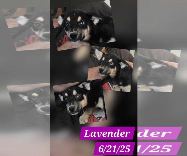 Medium Photo #1 Australian Shepherd-Unknown Mix Puppy For Sale in Minneapolis, MN, USA