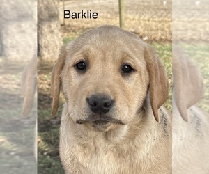 Labrador Retriever Puppy for Sale in ALCESTER, South Dakota USA