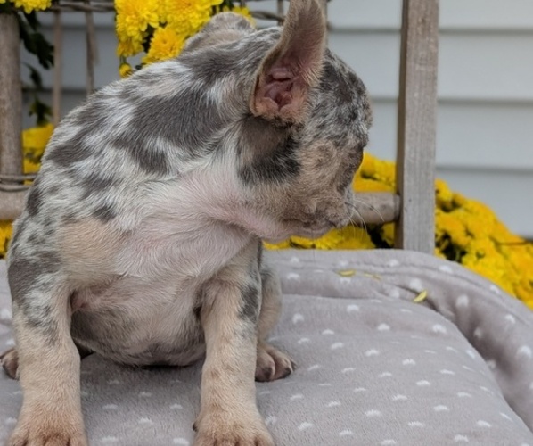 Medium Photo #5 French Bulldog Puppy For Sale in GOSHEN, IN, USA