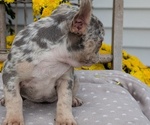 Small #3 French Bulldog
