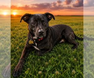 Labrador Retriever-Unknown Mix Dogs for adoption in Garner, NC, USA