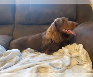 Father of the Dachshund puppies born on 05/21/2022