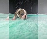 Small Photo #45 Boston Terrier Puppy For Sale in TULARE, CA, USA