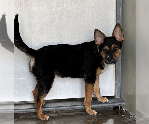 Medium Photo #2 German Shepherd Dog-Unknown Mix Puppy For Sale in San Bernardino, CA, USA