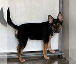 Small #1 German Shepherd Dog Mix