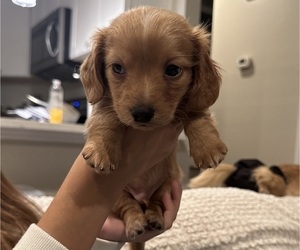 Dachshund Puppy for Sale in SAN DIEGO, California USA