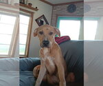 Small Labrador Retriever Mix