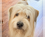 Small Mutt