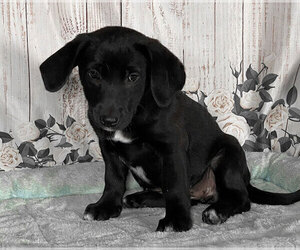 Labrador Retriever-Unknown Mix Puppy for sale in PENNS CREEK, PA, USA