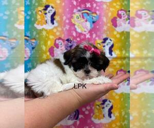 Shih Tzu Puppy for sale in WINNSBORO, LA, USA