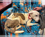 Small #2 Mutt