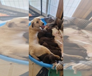 Mother of the Labrador Retriever puppies born on 12/03/2022