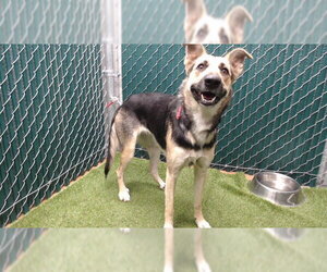 German Shepherd Dog Dogs for adoption in Downey, CA, USA