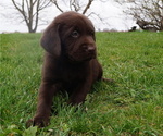 Puppy Hank Labrador Retriever
