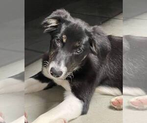 Border Collie Dogs for adoption in Highland, IL, USA