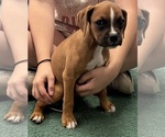 Puppy Nala Boxer