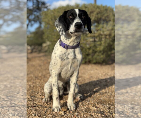 Medium Photo #6 Pointer-Unknown Mix Puppy For Sale in PIPE CREEK, TX, USA