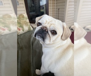 Mother of the Pug puppies born on 04/11/2026