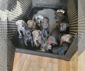 Doberman Pinscher-Great Dane Mix Puppy for sale in ARLINGTON, TX, USA