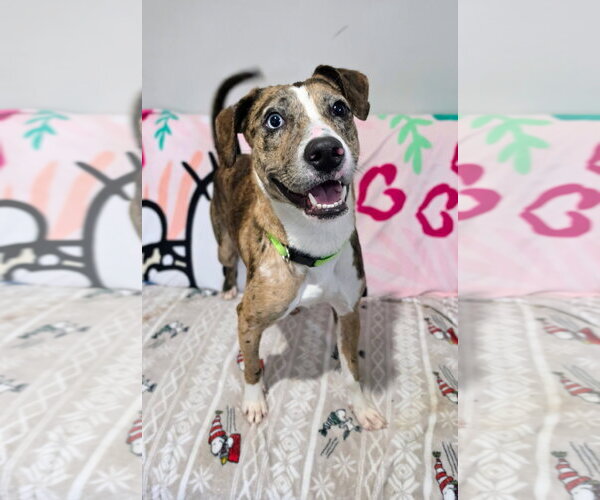 Medium Photo #1 Catahoula Leopard Dog-Unknown Mix Puppy For Sale in Rockaway, NJ, USA