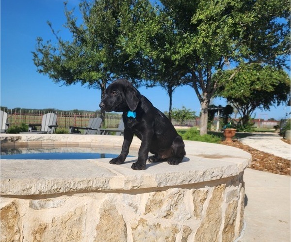 Medium Photo #7 Labrador Retriever Puppy For Sale in COMFORT, TX, USA