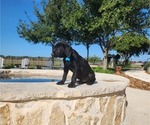 Small #6 Labrador Retriever