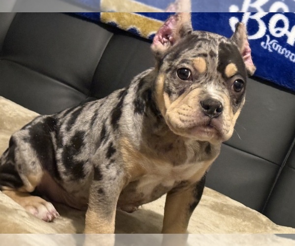 Medium Photo #3 American Bully Puppy For Sale in BOLIVAR, MO, USA