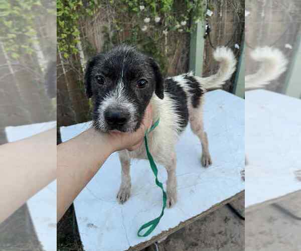 Medium Photo #3 Mutt Puppy For Sale in Brewster, NY, USA