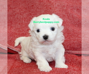 Maltese Puppy for sale in JUNIPER HILLS, CA, USA