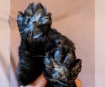 Small Photo #4 Goldendoodle Puppy For Sale in TEMECULA, CA, USA