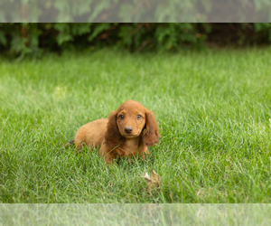 Dachshund Puppy for sale in MILFORD, IN, USA
