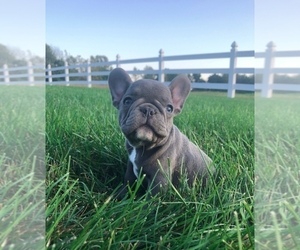 French Bulldog Puppy for sale in MILLERSBURG, OH, USA