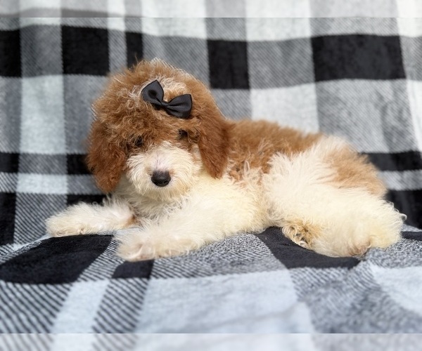 Medium Photo #7 Cockapoo (Miniature) Puppy For Sale in LAKELAND, FL, USA