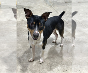 Father of the Rat Terrier puppies born on 01/14/2026