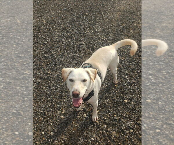Medium Photo #1 Labrador Retriever-Unknown Mix Puppy For Sale in New York, NY, USA