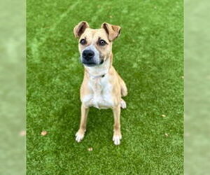 Mutt Dogs for adoption in Salinas, CA, USA