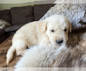 Golden Retriever Puppy for sale in FORDLAND, MO, USA