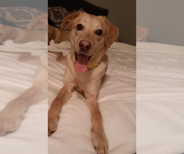 Medium Photo #4 Labrador Retriever-Unknown Mix Puppy For Sale in Calgary, Alberta, Canada