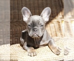 Puppy 1 French Bulldog