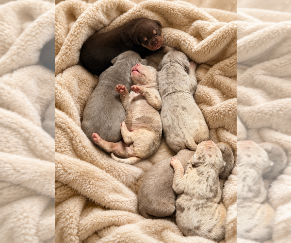 Medium Photo #11 American Bully Puppy For Sale in BROCKTON, MA, USA