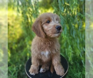 Goldendoodle (Miniature) Puppy for sale in MYERSTOWN, PA, USA