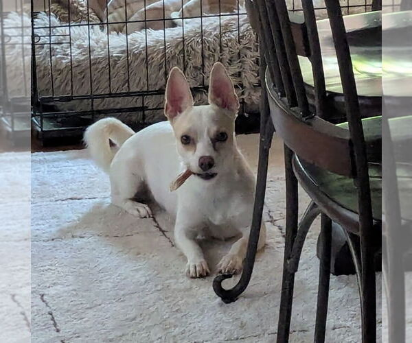 Medium Photo #4 Chihuahua-Unknown Mix Puppy For Sale in Foristell, MO, USA
