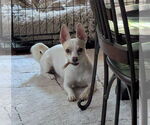 Small #3 Chihuahua Mix