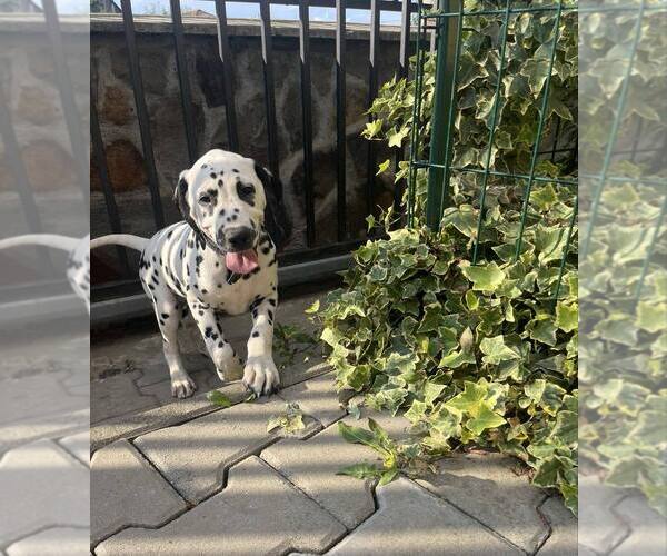 Medium Photo #4 Dalmatian Puppy For Sale in Iernut, Mures, Romainia