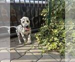 Small #3 Dalmatian