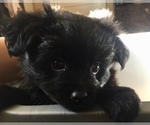 Small Photo #10 Pomeranian Puppy For Sale in CLARION, PA, USA
