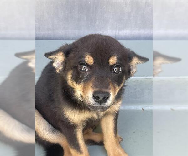 Medium Photo #1 Pembroke Welsh Corgi-Unknown Mix Puppy For Sale in Riverside, CA, USA