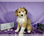 Puppy Mini Dublin Bernedoodle-Poodle (Toy) Mix